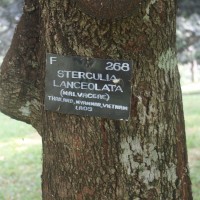 Sterculia lanceolata Cav.